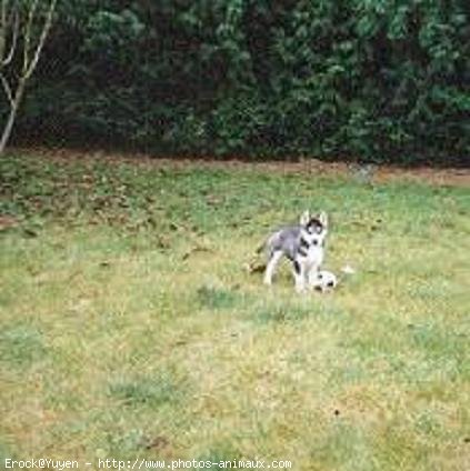 Photo de Husky siberien