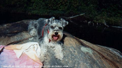 Photo de Schnauzer gant