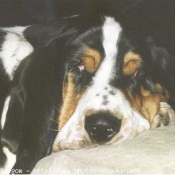 Photo de Basset hound