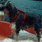 Photo de Schnauzer gant