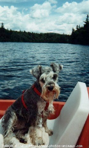 Photo de Schnauzer gant