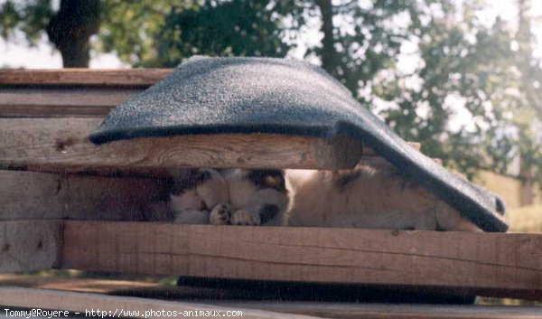 Photo de Chat domestique