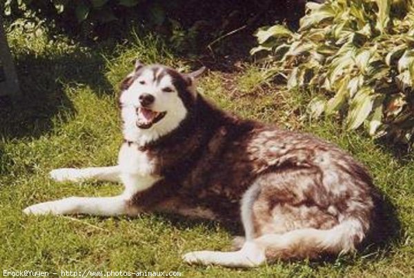 Photo de Husky siberien