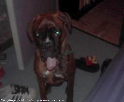 Photo de Boxer