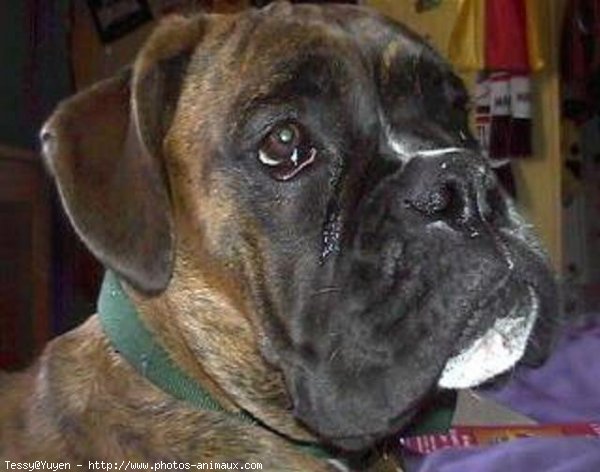 Photo de Boxer