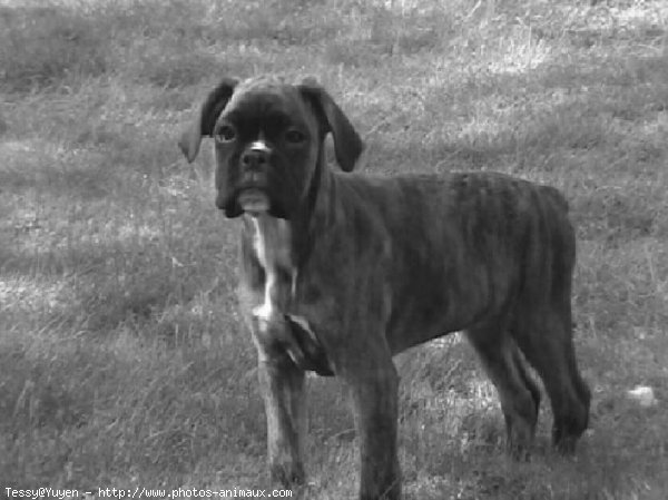 Photo de Boxer