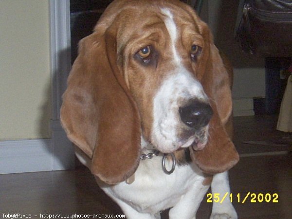 Photo de Basset hound