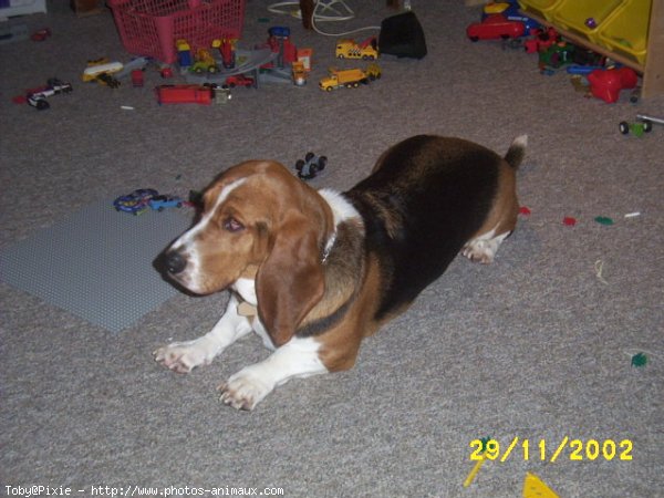 Photo de Basset hound