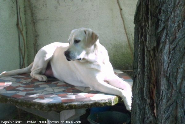 Photo de Labrador retriever