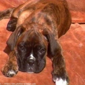 Photo de Boxer