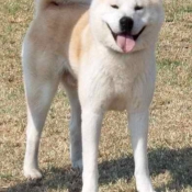 Photo d'Akita inu