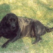 Photo de Labrador retriever