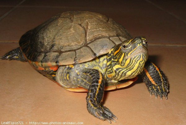 Photo de Tortue