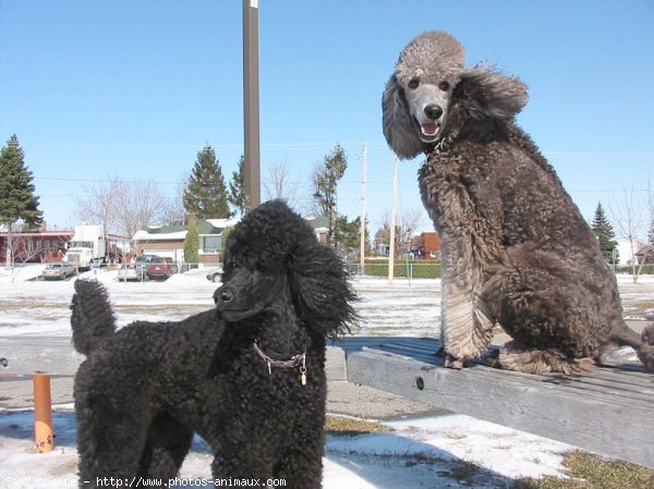 Photo de Caniche moyen