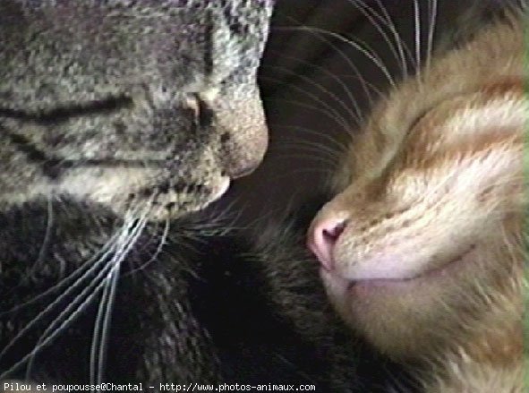 Photo de Chat domestique