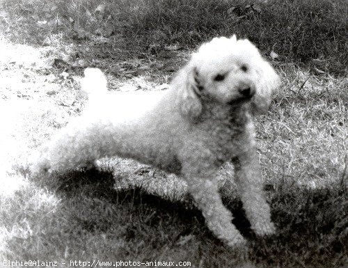 Photo de Caniche moyen