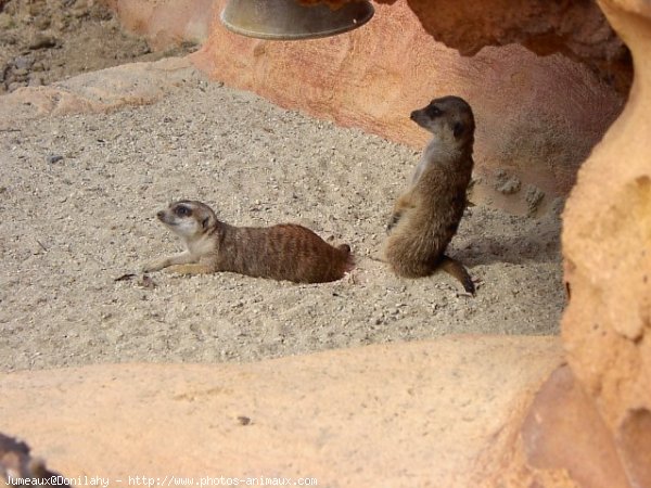 Photo de Suricate