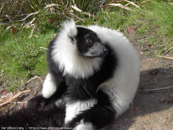 Photo de Lmurien - maki vari noir et blanc