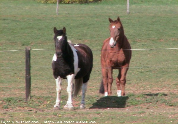 Photo de Races diffrentes