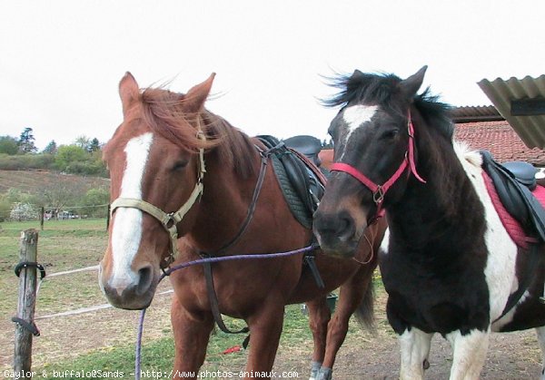 Photo de Races diffrentes