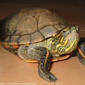 Photo de Tortue