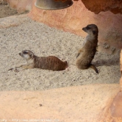 Photo de Suricate