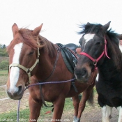 Photo de Races diffrentes