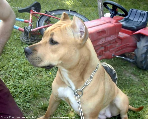 Photo d'American staffordshire terrier