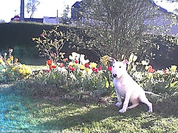 Photo de Bull terrier miniature