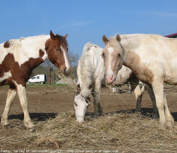 Photo de Poney franais de selle