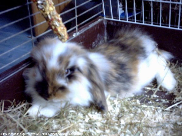 Photo de Lapin