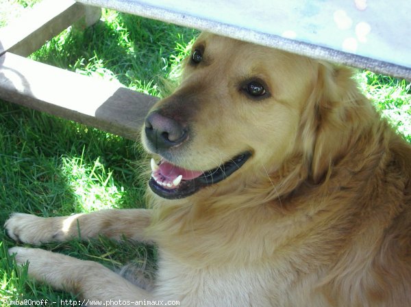 Photo de Golden retriever