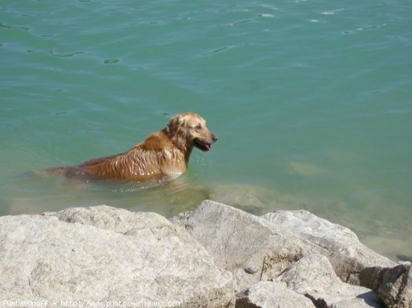 Photo de Golden retriever