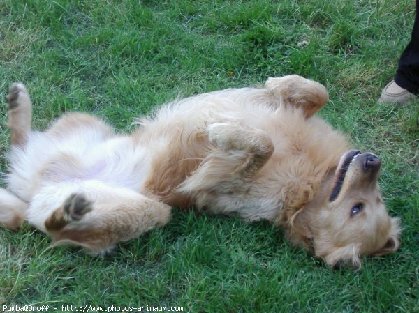 Photo de Golden retriever