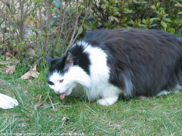 Photo de Chat domestique