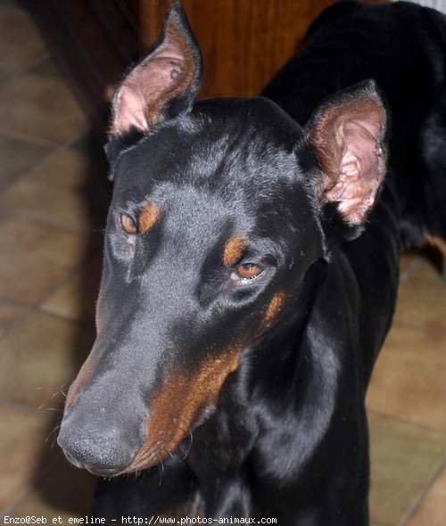 Photo de Dobermann