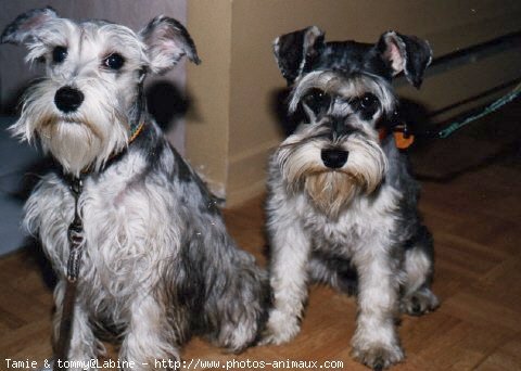 Photo de Schnauzer gant