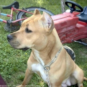 Photo d'American staffordshire terrier