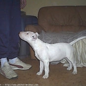 Photo de Bull terrier miniature