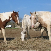 Photo de Poney franais de selle