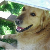 Photo de Golden retriever