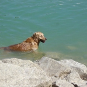 Photo de Golden retriever