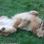 Photo de Golden retriever