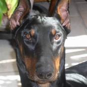 Photo de Dobermann