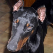 Photo de Dobermann