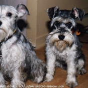 Photo de Schnauzer gant