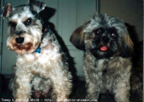 Photo de Schnauzer gant