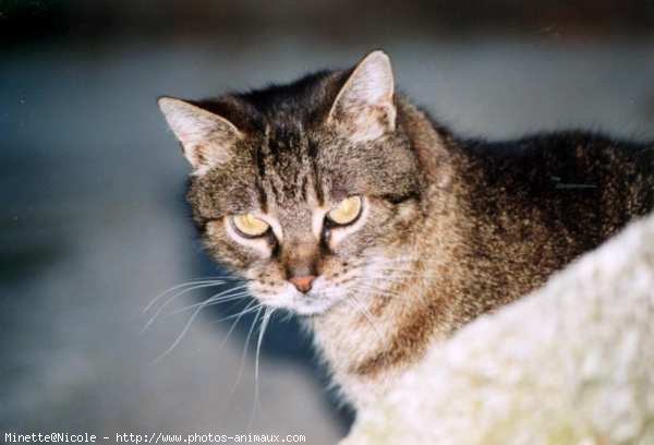 Photo de Chat domestique