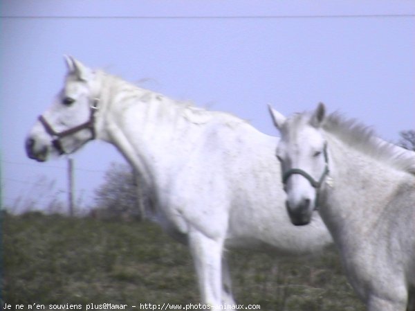 Photo de Races diffrentes