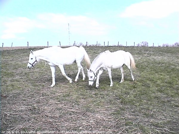 Photo de Races diffrentes